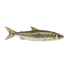 fish isolated on white