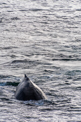 Close-up of the back and dorsal fin of a diving humpback whale -Megaptera novaeangliae. Image taken...