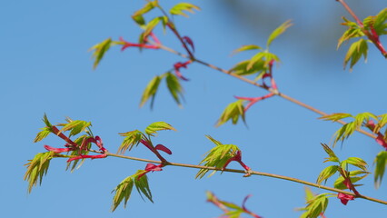Spring Is Coming. Leaves Of Green Bark Japanese Maple. Japanese Maple With Green Leaves In Spring. Rack focus.
