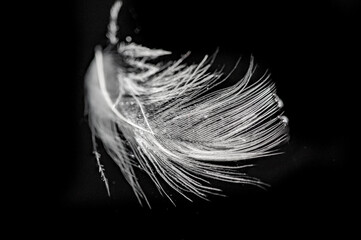The contrast of the white feather against the black background creates a striking visual effect....