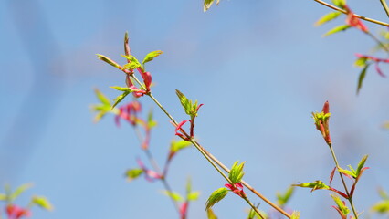 Spring Is Coming. Acer Leaves In The Sunlight. Before Opening Young Green Maple Leaves. Still.