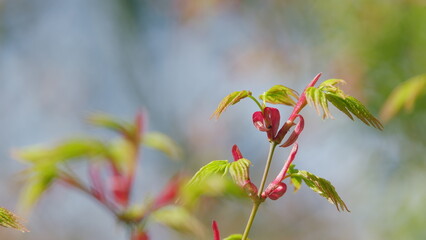 Spring Is Coming. Acer Leaves In The Sunlight. Before Opening Young Green Maple Leaves. Selective...