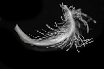 The contrast of a delicate white feather on a dark black background. A symbol of warmth and comfort from a down jacket. A visual representation of luxury and quality materials in fashion items.