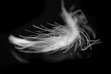 Contrast between light and dark colors. Soft texture of white feather on black background. Captures...