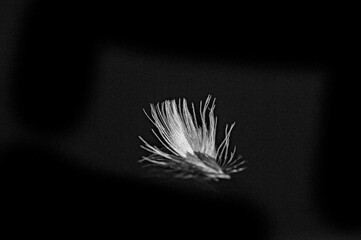 The contrast of the black background with the white feather creates a striking visual effect. The feather symbolizes the lightness and warmth associated with down jackets.
