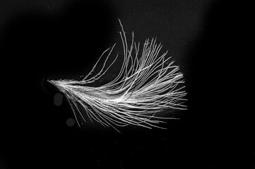 The contrast of the white feather against the black background creates a striking visual appeal....