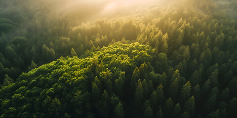 Fototapeta na wymiar morning mist in the forest