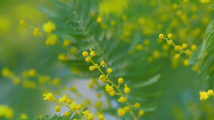 Spring Holiday Background. Yellow Gold Flowering Mimosa Tree. Detail Of Mimosa Blooming. Selective...