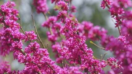 Blossoming Cercis Siliquastrum With Bombus Pascuorum. Judas Tree Flowering. Close up.