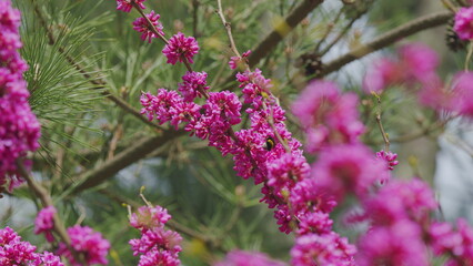 Bombus Pascuorum Harvesting Pollen From Pink Judas-Tree. European Cercis Or European Scarlet. Close...