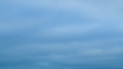 Soaring Black Silhouettes Of Birds High In The Sky. A Group Of Birds Flying In The Sky. Slow motion.