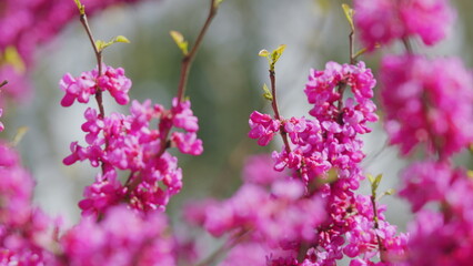 Cercis Siliquastrum In Bloom. Beautiful Redbud Tree Blooming In Pink And Purple Tones Branches....