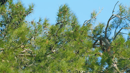 Pretty Pine Cone Hanging From Its Branch. Pine Cones At End Of Branches. Still.