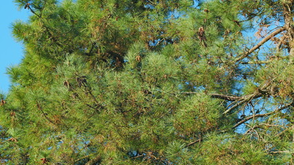 Natural Background. Pine Cones On Twig. Pine Branch. Variety Of Pine Trees. Still.