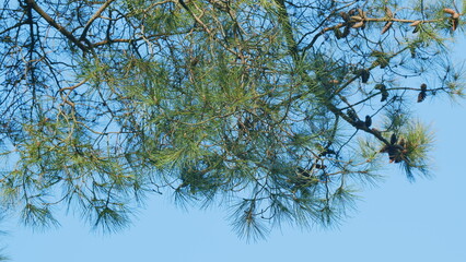 Pine Cone On A Pine Tree. Pine Cone And Branches. Green Needle Pine Tree. Close up.