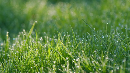 Wet Juicy Green Grass With Shiny Morning Dew Droplets. Dew Drops On Fresh Spring Grass On A Spring...