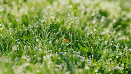 Foreground Dew Drops On Long Green Grass. Walking Through Grass Field With Water Dews Bokeh Foreground. Pan.