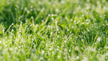 Beautiful Nature Field Landscape With Water Droplets. Rain Water Drops On Leaf At Morning. Pan.