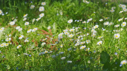 Large Field Of Daisies. Meadow Wildflowers Daisy. Chamomile Flowers Field. Close up.