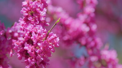 Cercis Siliquastrum Flowers. Stately Tree With Its Purple-Pink Spring Bloom. Close up.