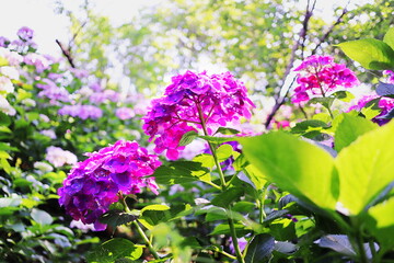 梅雨の晴れ間に咲く紫陽花