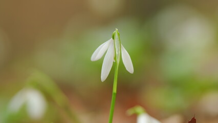 Common Snowdrop Or Galanthus Nivalis In Spring. Little First Spring Flowers. White Snowdrop Flowers.