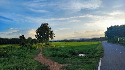 Rice fields next to the road in the evening