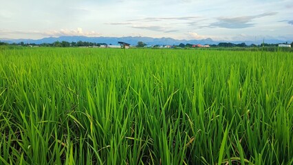 green grass In a spacious rice field
