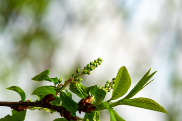 Enjoy the beauty of delicate flower buds in early spring. Stimulate growth and renewal with cherry blossoms. Experience the beauty of nature through lush green foliage.