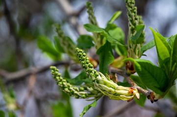 Enjoy the beauty of delicate flower buds in early spring. Promises a season of growth and renewal...