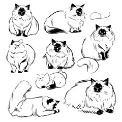 cat vector, line art cat, cat outline, cat svg, cat png, cat illustration, Persian cat, Siamese, Maine Coon, Persian, Ragdoll, Bengal, Scottish Fold, Sphynx, Abyssinian, Russian Blue, Norwegian Forest