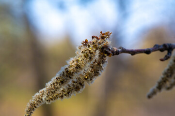 Enjoy the beauty of the aspen catkins Populus tremula in full bloom in the spring. Enjoy the...