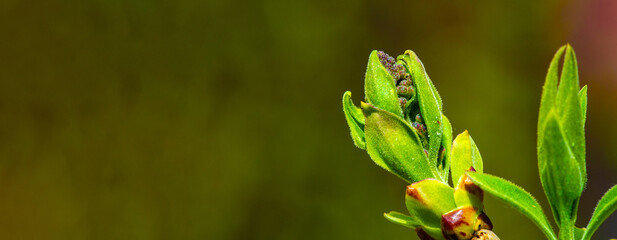 Feel the beauty of nature up close with our stunning lilac buds. Watch as these buds transform into...