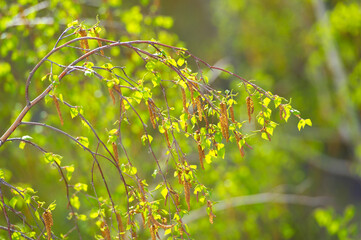 Be immersed in the intricate details of the birch catkin and fresh green foliage. Capture the essence of new life and growth in botanical wonders. Feel the gentle beauty of early spring