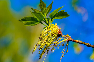 Capture the beauty of delicate maple flowers in bright yellow hues. Experience the magic of early...