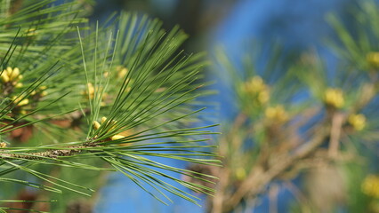 Flowers And Pollen Over Out Of Focus Background With Copyspace. Background Of Fir Tree In The Sunlight. Close up.