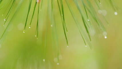Large Drops Of Dew On Pine Green Needles. Water Drop On Pine Needles. Weather Is Rainy. Bokeh.
