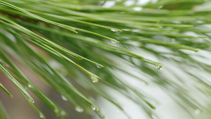 Rain Drops On Pine Twig. Raindrops On Needles Of A Tree. Wet Branch Of A Pine. Branch In Dew Drops. Close up.