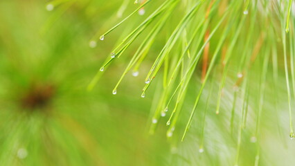 Spring Background. Dew On A Pine Branch. Pine Covered In Tiny Dew Drops From Morning Rain. Close up.