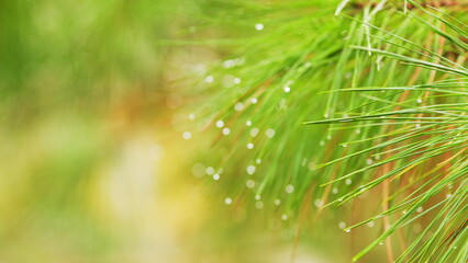 Pine Branches Close Up With Raindrops. Wet Pine Branch After Rain. Rain Water Drops On Green Pine...