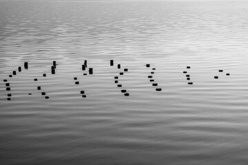 Above the water surface. Wooden pillars tops , creating abstract avian flock formation. Black and white, monochrome.