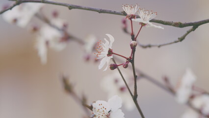 Plum Tree Flower Blossom. Blossoming Cherry Tree In Early Spring. Plum Branch With Flowers.