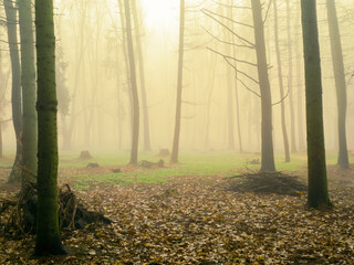 Atmospheric autumn forest. Misty woods in the morning. Strange forest in thick fog.