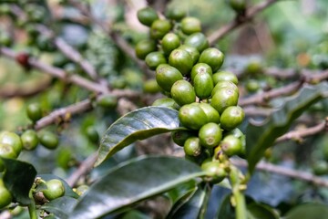 close up of a coffee beans on the tree