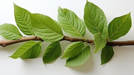 Fototapeta premium leaves on white