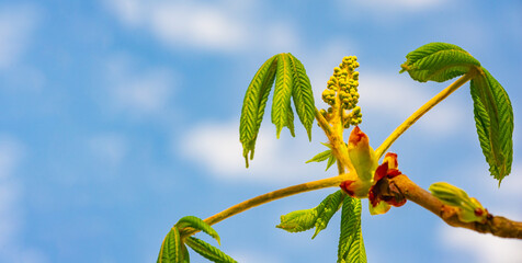 Enjoy the beauty of nature awakening in early spring. Appreciate the tender and unopened chestnut...