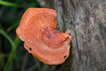Orange mushrooms on dry wood,Those are shaped like half a plate. wood fungus or jamur kuping