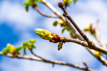 Feel the beauty of nature awakening in early spring. Enjoy the view of unopened chestnut flower buds. Appreciate nature's delicate stages of growth and renewal.