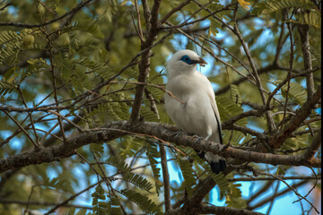 beautiful Balinese myna bird or balinese starling perched on a tree branch at sunrise. on the island of bali, indonesia