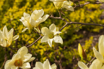 Wunderschöne gelbe Blüten einer Magnolia